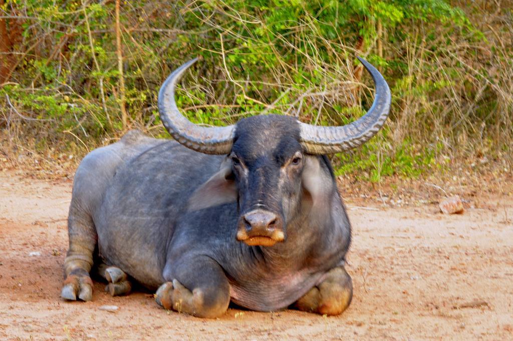 Wild Panthera Yala Tissamaharama Dış mekan fotoğraf