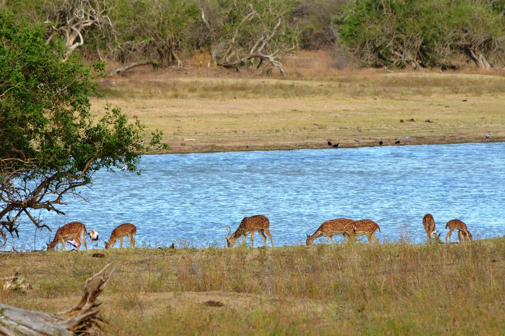Wild Panthera Yala Tissamaharama Dış mekan fotoğraf