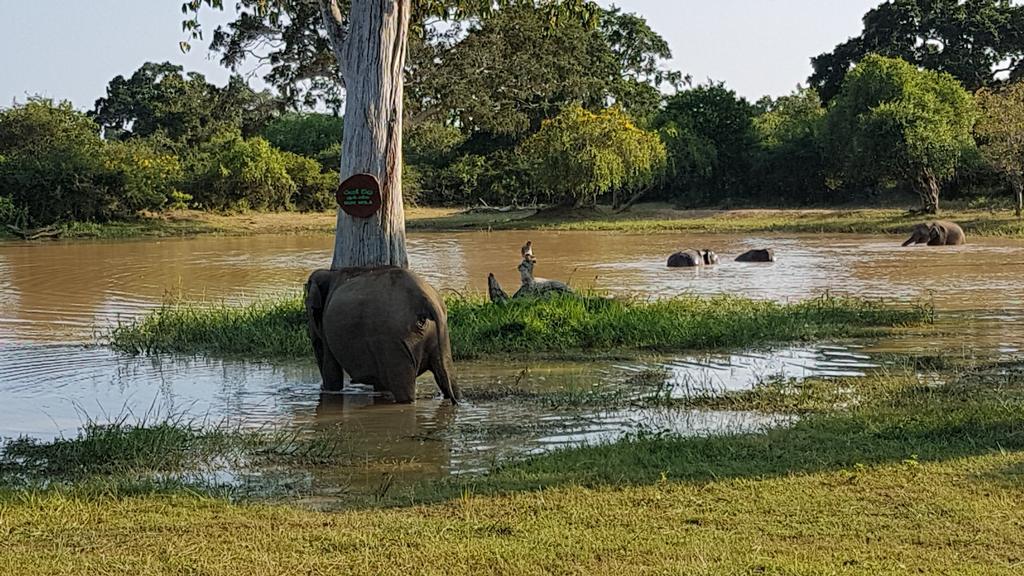 Wild Panthera Yala Tissamaharama Dış mekan fotoğraf