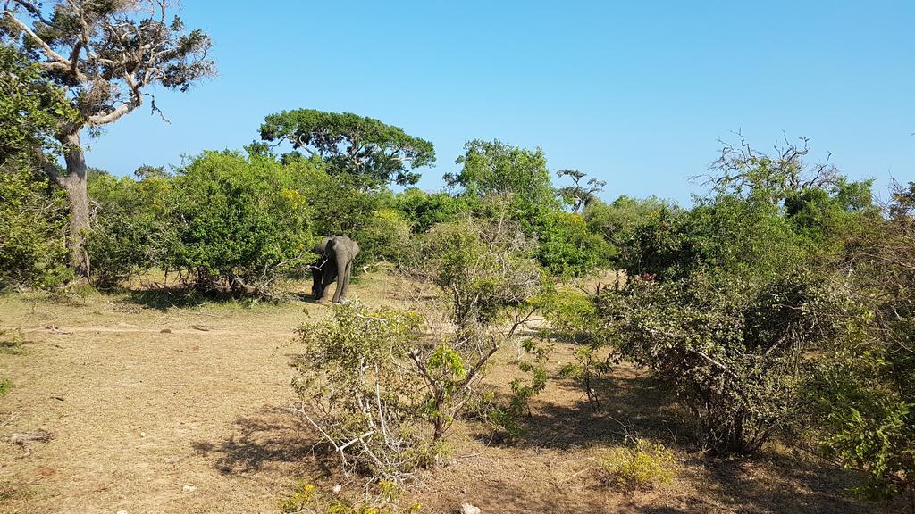 Wild Panthera Yala Tissamaharama Dış mekan fotoğraf