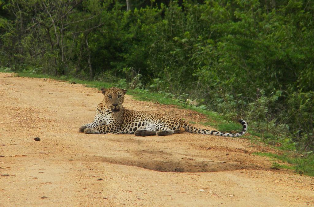 Wild Panthera Yala Tissamaharama Dış mekan fotoğraf